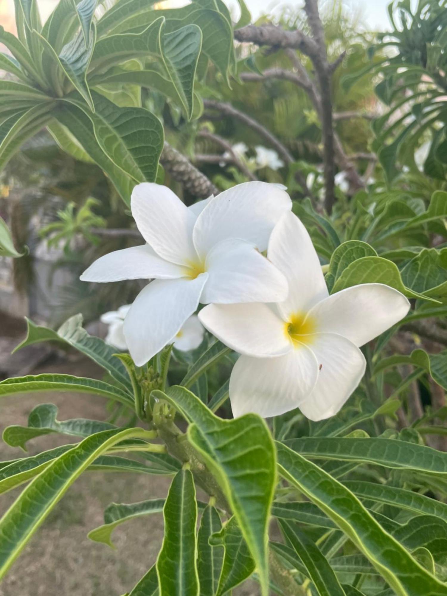 Villa Caraibes Sainte-Luce Eksteriør bilde